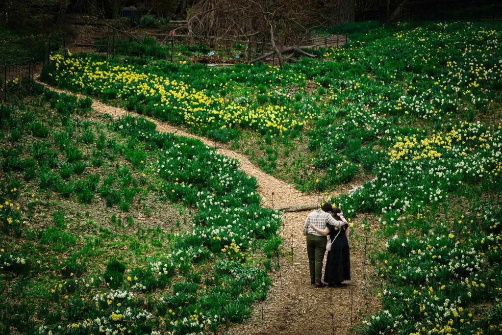 Wide aerial view of couple walking through daffodil-covered hillside at Reeves-Reed Arboretum Summit NJ