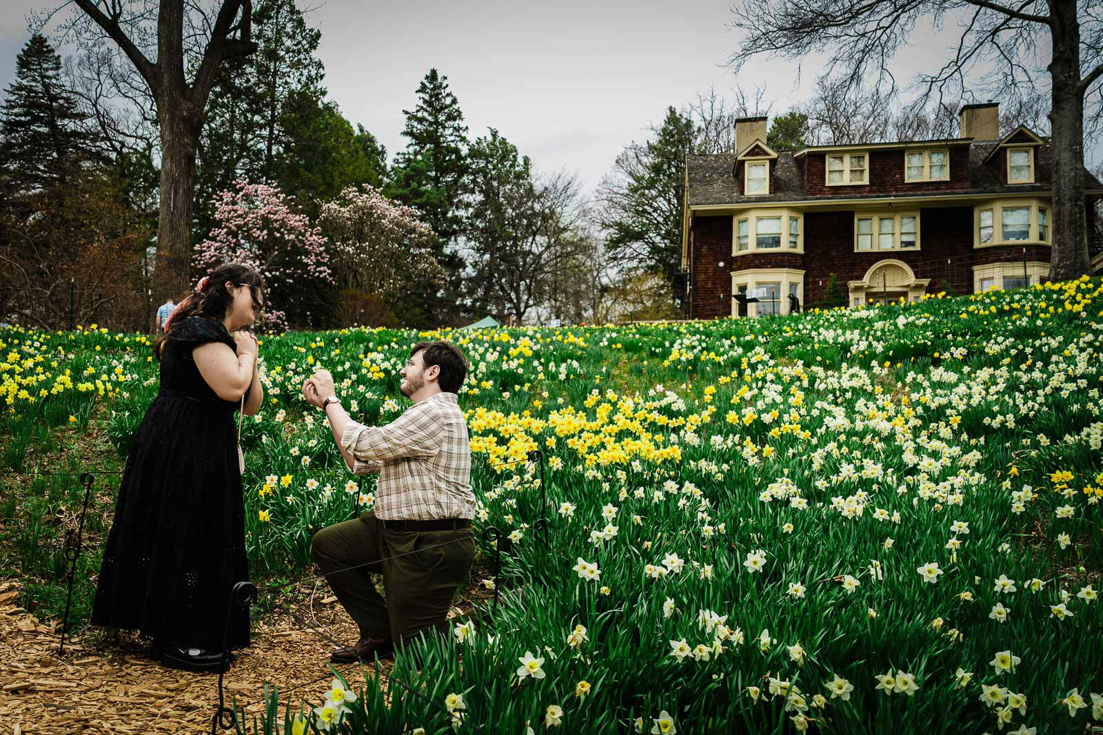 Man kneeling to propose surrounded by spring daffodils at Reeves-Reed Arboretum in Summit NJ