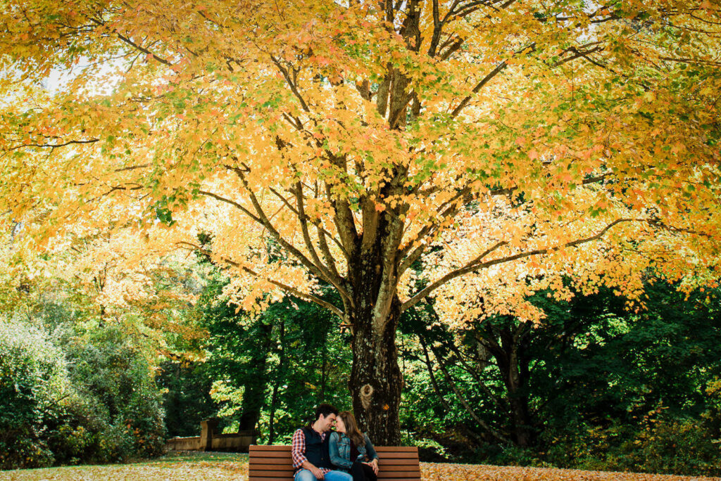 Couple on bench beneath a massive golden maple tree at Natirar during fall engagement session
