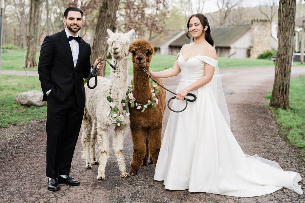 Bride and groom posing with flower-adorned alpacas at Waterloo Village Historic Site in Stanhope New Jersey