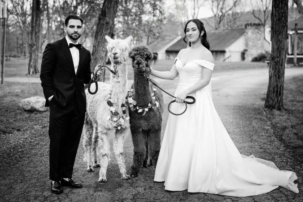 Black and white portrait of Kiara and Otari holding two flower-adorned
alpacas on leashes at Waterloo Village Historic Site wedding in
New Jersey