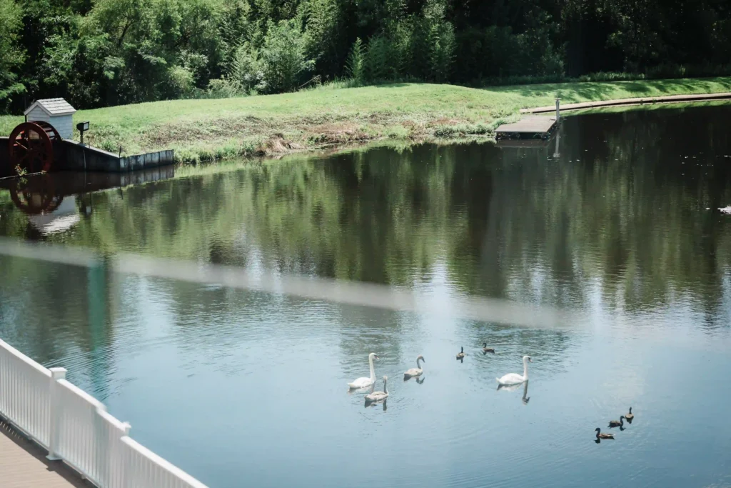 Swans on the private lake beside the red water wheel at The Mill Lakeside Manor